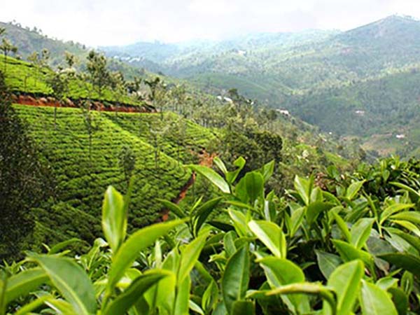 10 Fakten über Darjeeling Tee