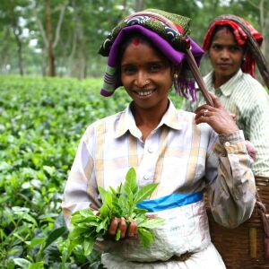 Assam Jutlibari, Schwarzer Tee, Indien, 100g Dose