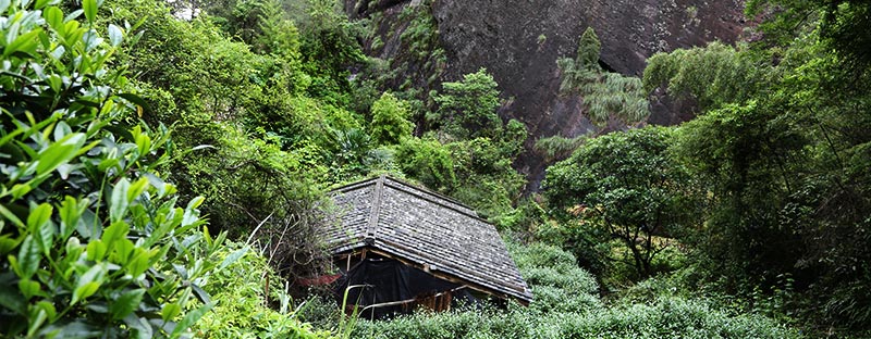 Haus im Teegarten